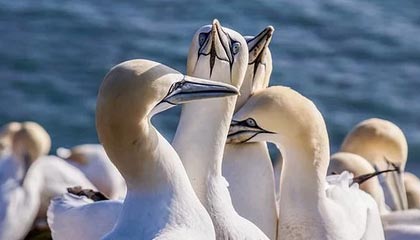 爱游戏下载-中国篮球超级联赛收官 冠军球队站上历史巅峰，中国篮球冠军是谁_