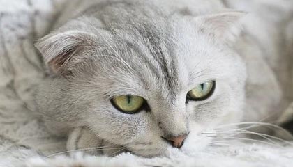 爱游戏体育平台-部分球队复出受挫，战绩不及预期打击信心，更多球员将退出复赛