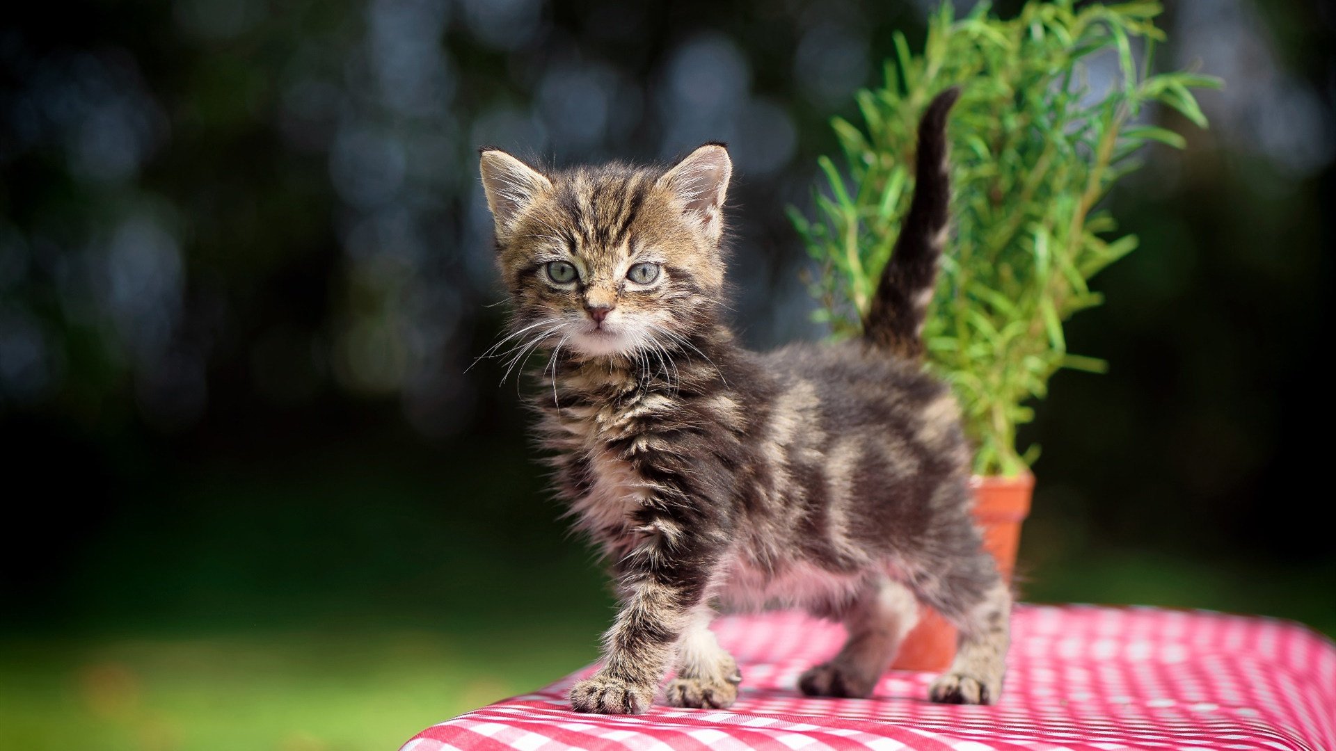 拉文快攻连线展现公牛速度优势,拉文在公牛还有几年就续约了