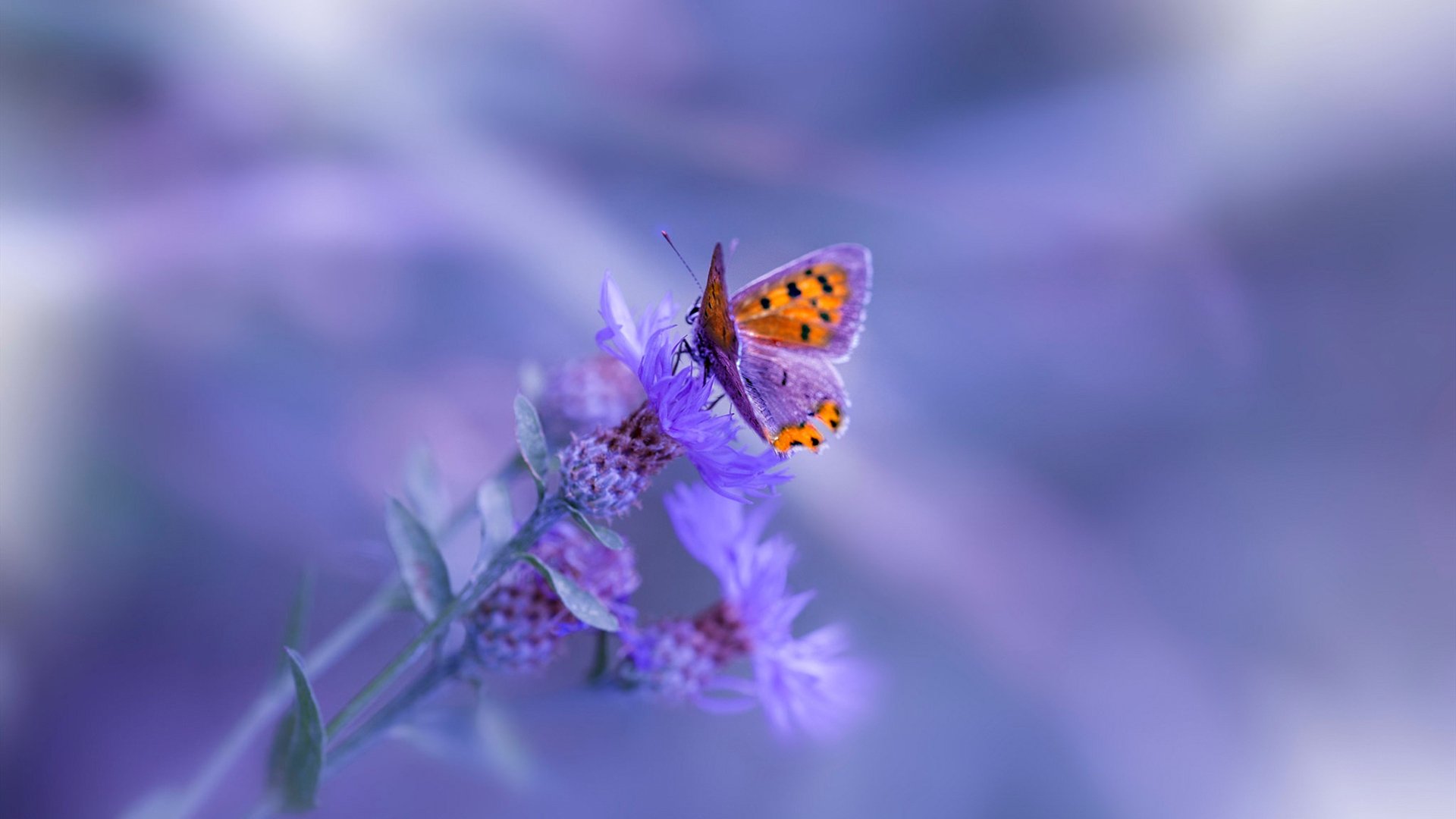 AIYOUXI.COM-英超青训营的国际合作优势，英超青训最好的球队