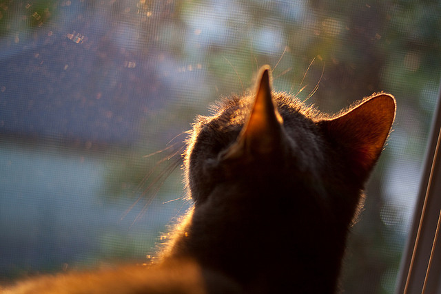 爱游戏登录入口-蛙泳选手划幅扩大，动作更流畅，蛙泳划手路线图