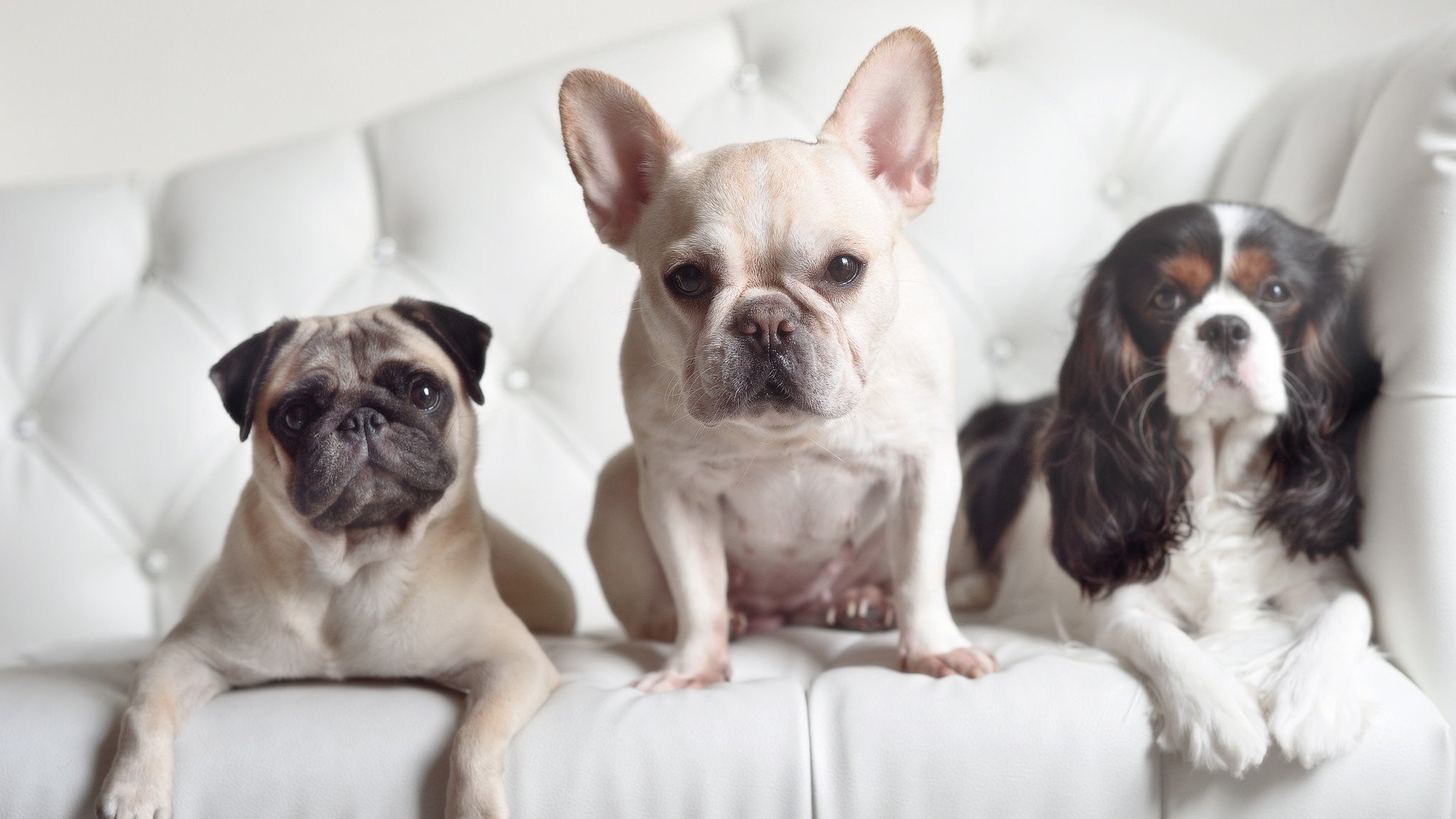 爱游戏娱乐网址-里奇·麦考带领全黑队夺得世界杯，书写历史篇章